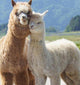 Alpaca Wool  Duvet - Summer - Designed in Canada